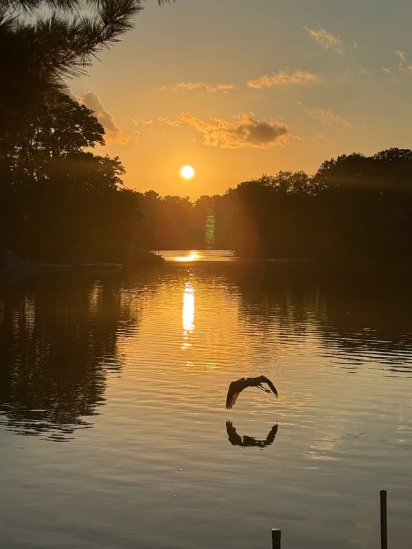 A great blue heron flying low across Silver Lake at sunset