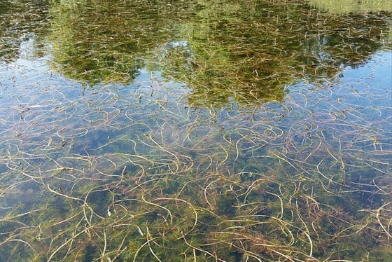 Eurasian watermilfoil growing thick just below the surface of Silver Lake