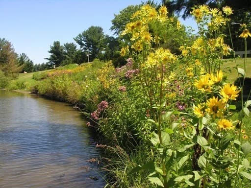 A restored shoreline buffer of native wildflowers along the water's edge
